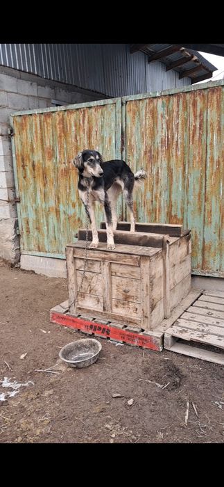 Тазы сатылады  ургашы  11айлык