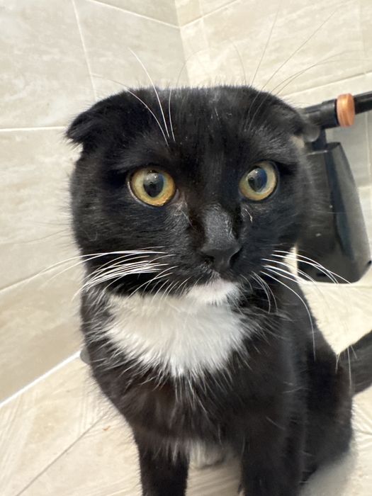 шотландского кота