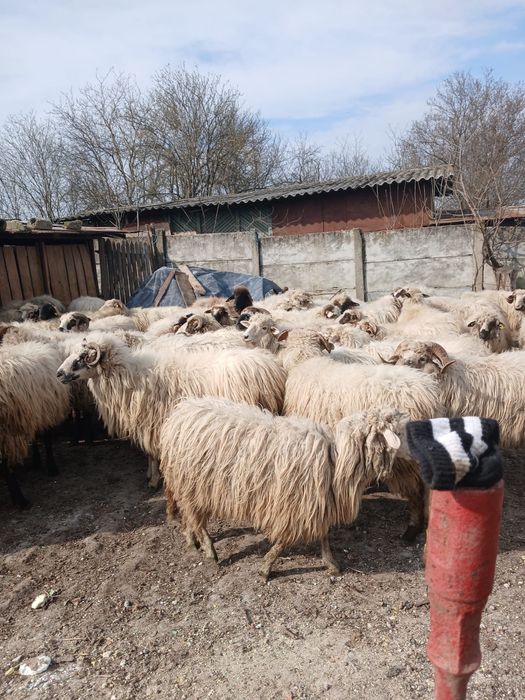 Vând oi cu miei lângă ele