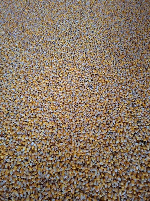 Vând porumb boabe recolta 2025