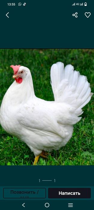 КУРЫ несушки Коралл