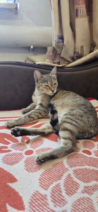 Кошка ищет новый дом