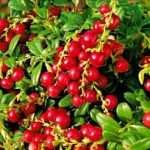 Stoloni de capsuni, mur, aronia, zmeur, afin si lonicera!