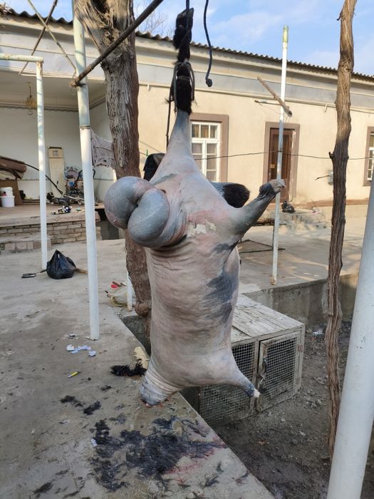 Кассоб хизмати (куй кучкор суйиш хизмати)