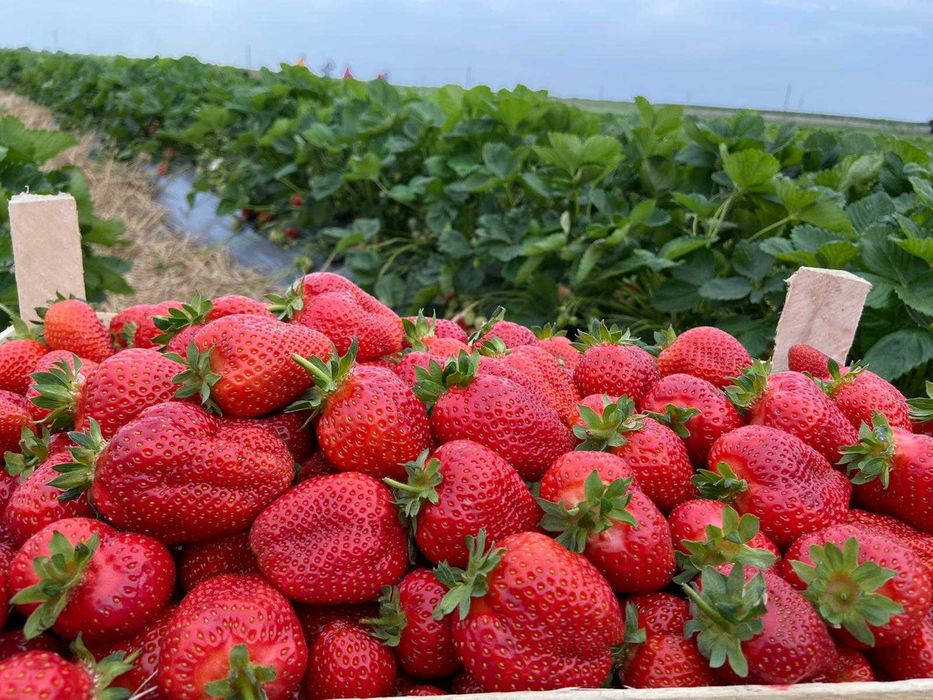 Capsuni soi remontant albion