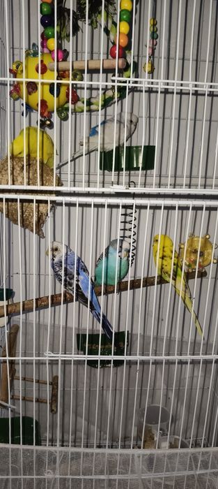 Волнистый Попугай. И неразлучки