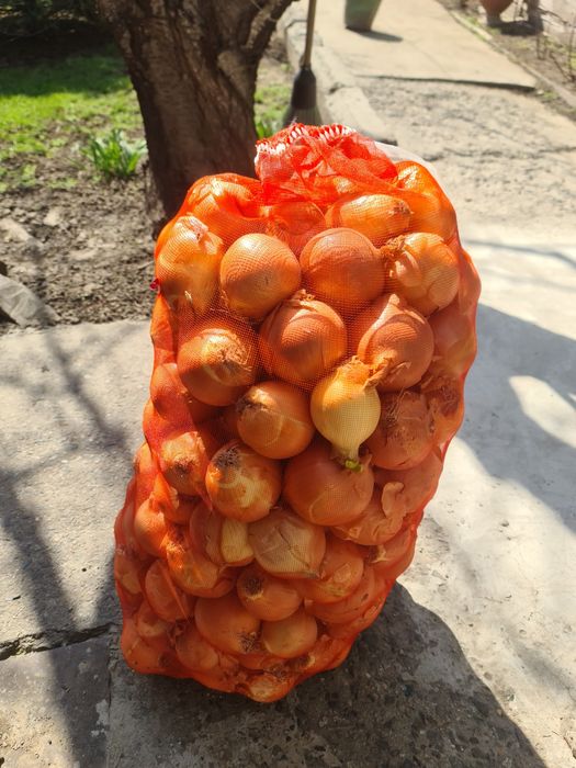 Лук репчатый мешок