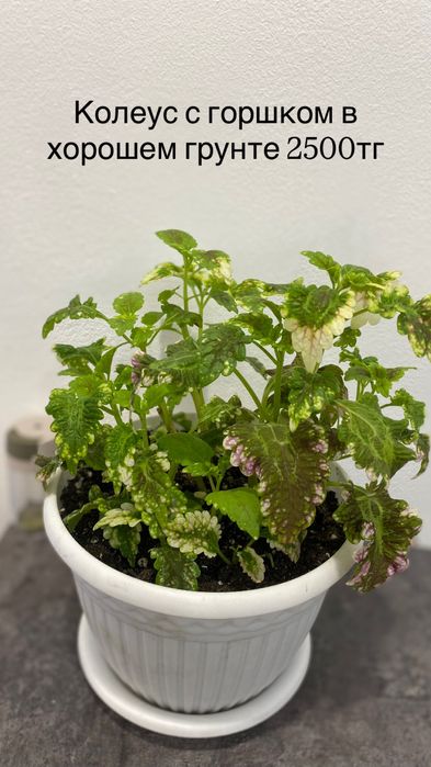 Комнатные растения