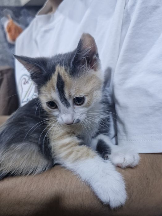 Отдам котёнка в хорошие руки