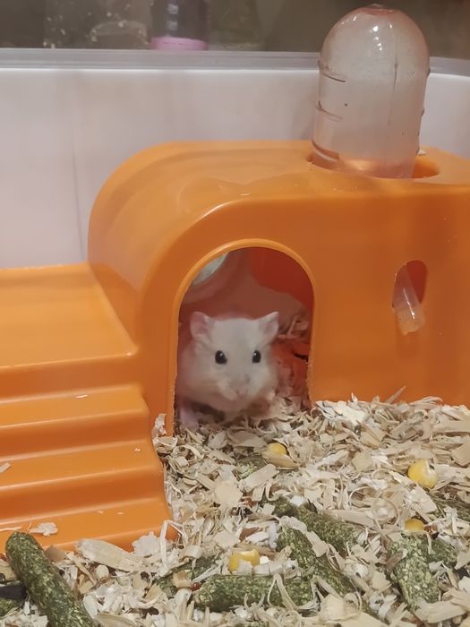 Хомяки джунгарские