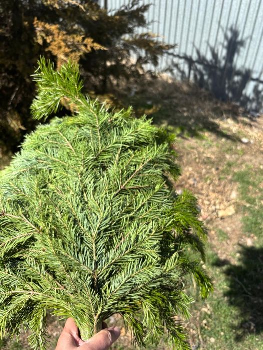 Продам веники пихтовые