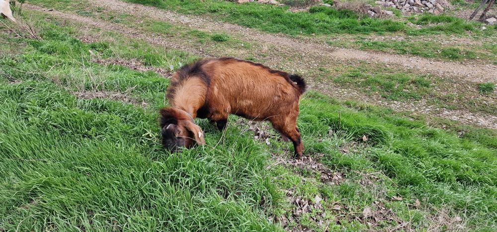 Țap anoglubian își cauta alta casa