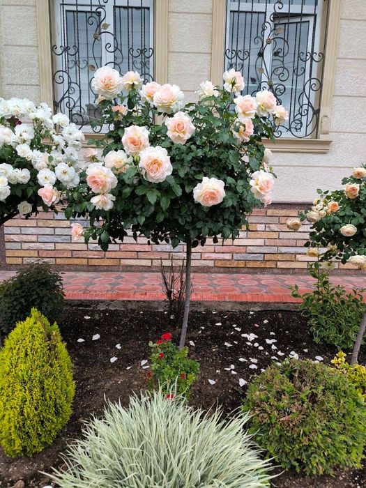 Штамповый роза shtambiviy roza