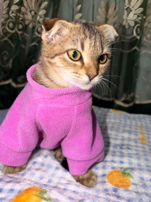 Ласка котёнок подросток