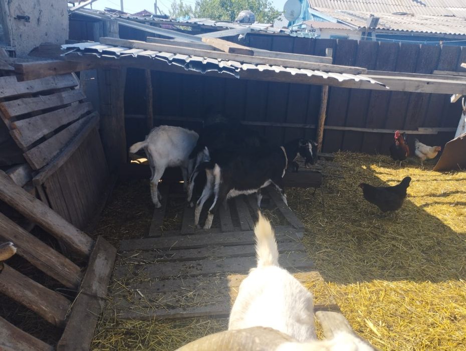 Продам дойных коз.