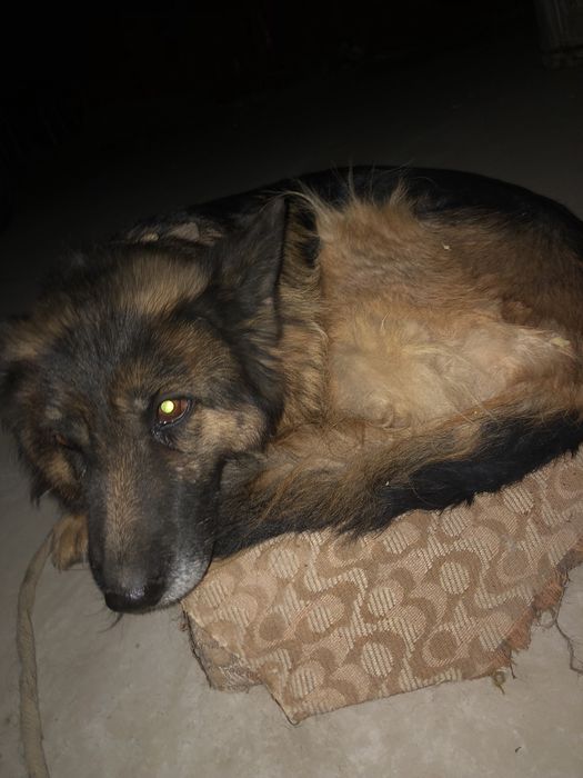 Немецкый овчарка продается поговорим