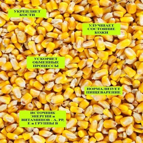 Кукуруза 5250тг мешок 35кг