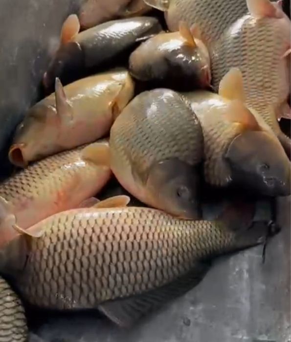 Сазан живая рыба