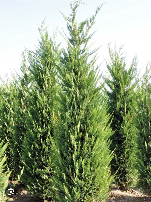 Cupressus leylandy toate dimensiunile