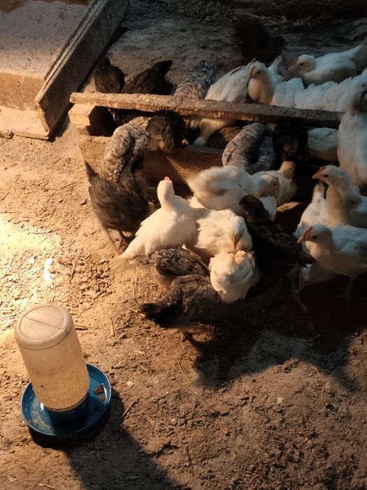 Оплодени яйца от бял легхорн,черен австролорп и пекински патици!