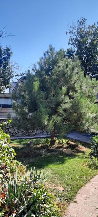 Продам дачу . Кайнар Булак .