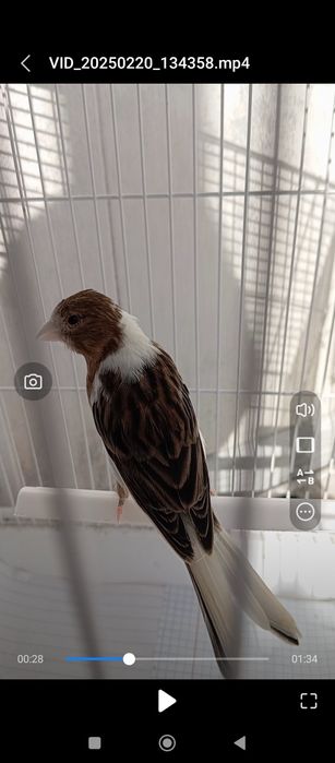 Kanareyka 7 oyli bitta sarigʻi 5 oyli