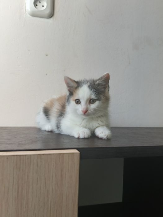 Котёнок девочка 2 месяца.