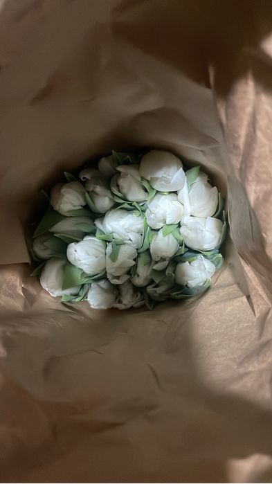 Самые качественные тюльпаны с теплиц