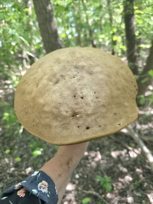 Продам сушёные , белые грибы.