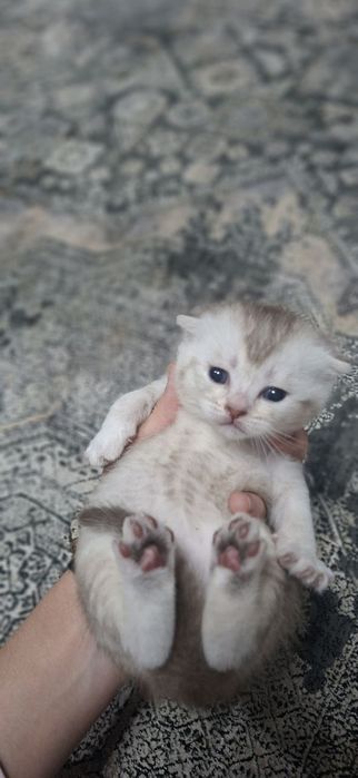 Продаются котята скотишфолд