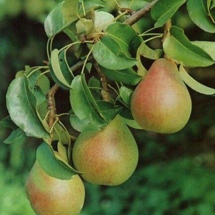 Par Soiul Decana Comisiei