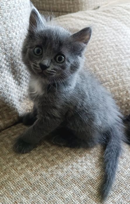 Котята породы Нибелунг