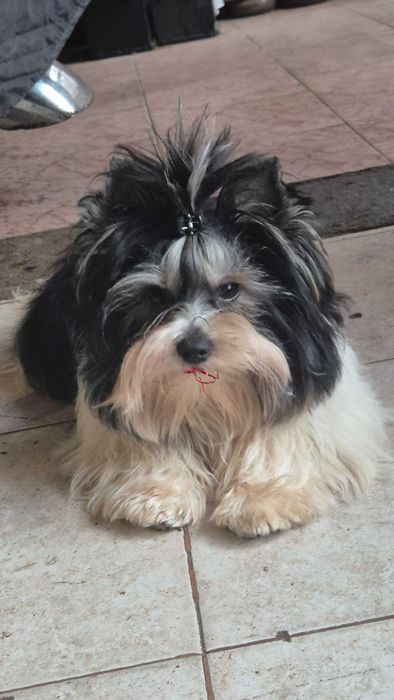 Biewer terrier Sofia