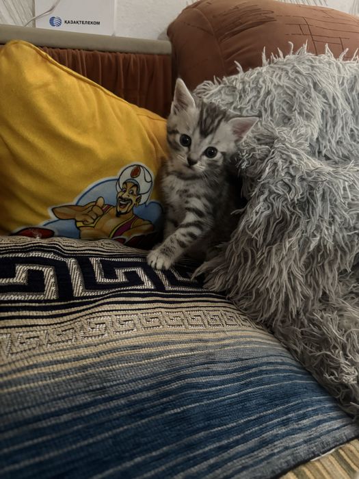 Котенок мальчик игривый непоседа