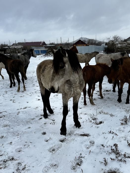 Айғыр  (Жеребец)