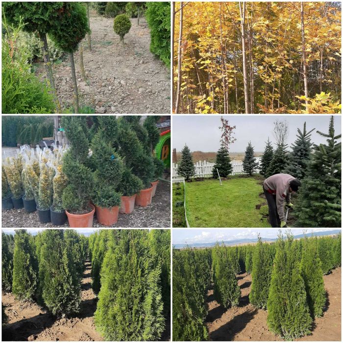 Vând mesteacăn, tei, fag, stejar, paltin, tuia, magnolie