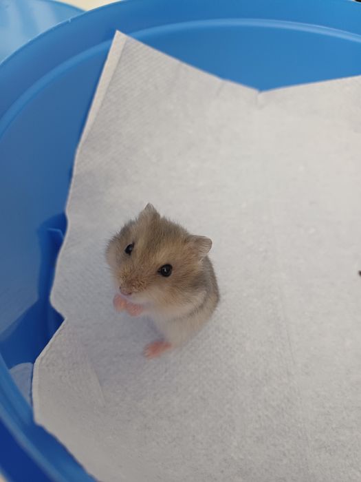 Vând pui hamsteri