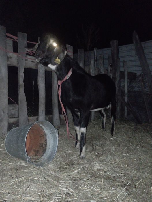Продам англо-нубийского козла