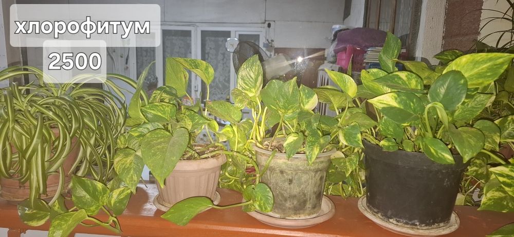 Продам комнатные растения