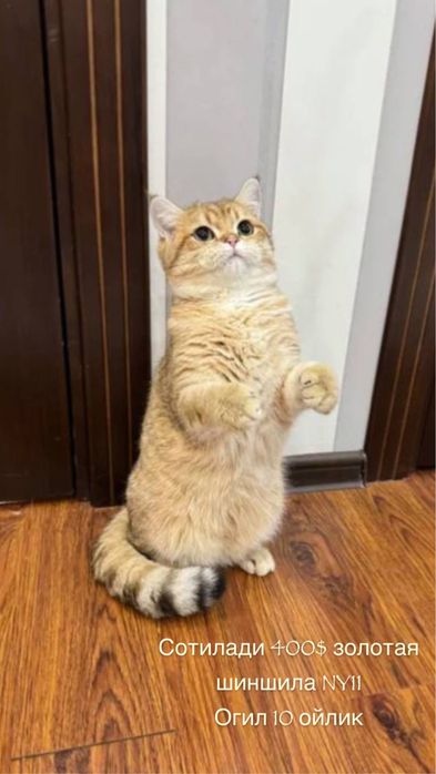 Вязка золотая шиншила