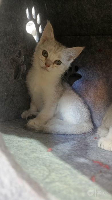 Продается котёнок шиншилла