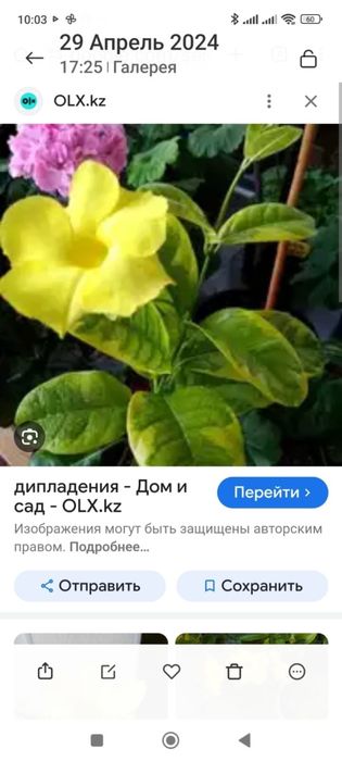 Комнатные растения