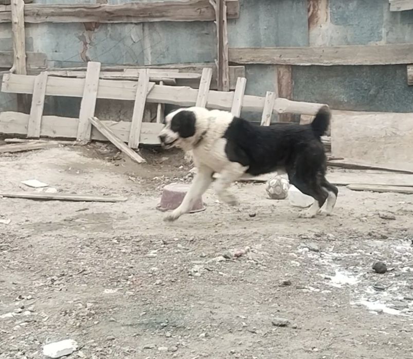 2 жасар ит сатылады