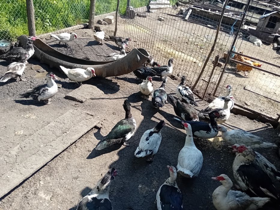 Vând rate leșești
