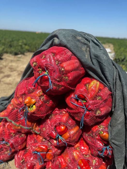 Gogosar,Ardei Gras , Kapia ,F1 Calitatea I