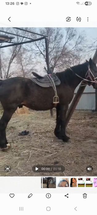 Здравствуйте Продам лошадь