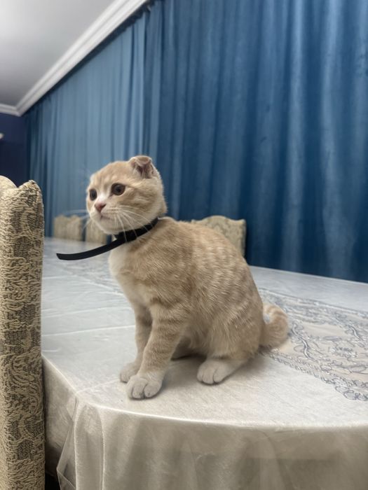 Кошка породистая Шотладская Вислаухая