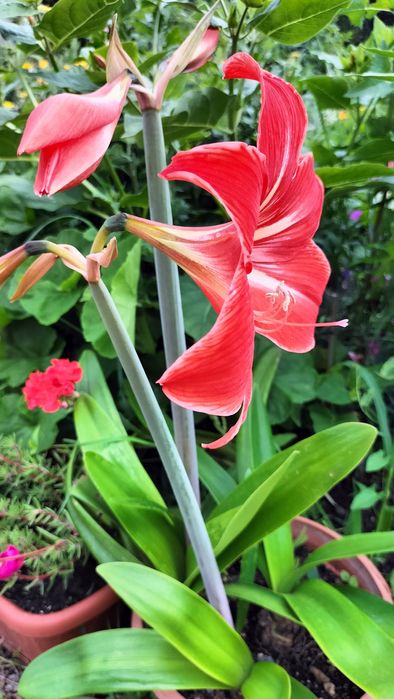 Гиппеаструм  комнатный цветок