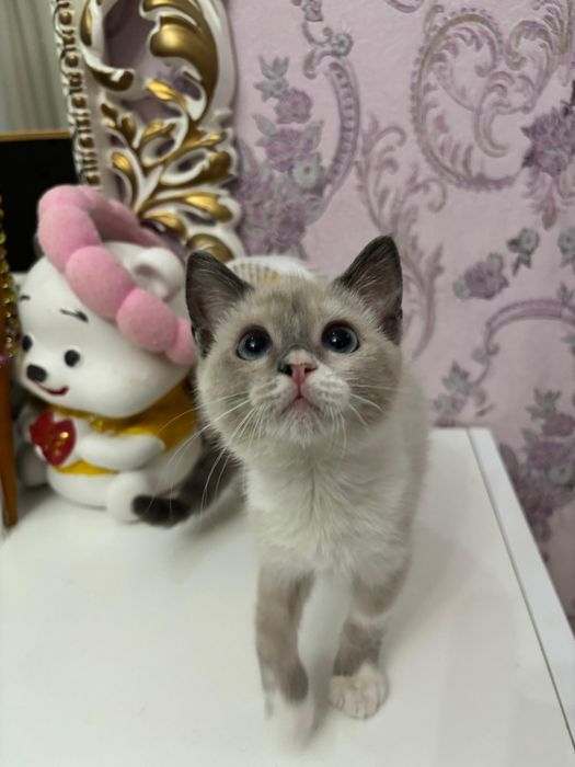 Котенок в добрые руки