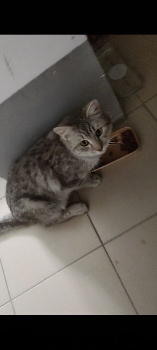 Спасите котика, который выброшен видимо